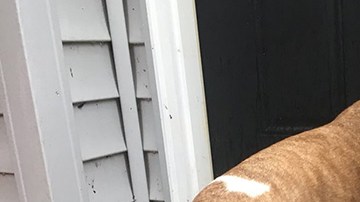 Ratchet es un perrito que por fin se reunió con su familia después de un año.