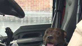 Un camionero salva a un pitbul.