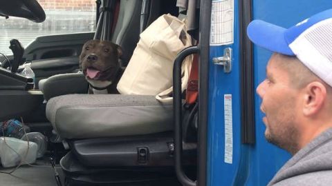 Un camionero salva a un pitbul.