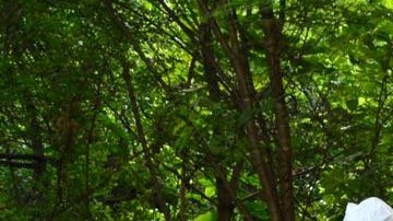 La marina de México decomisa 50 toneladas de drogas en Sinaloa.