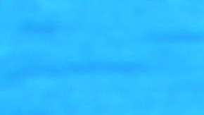 El cerebro de los delfines funciona de manera similar al de un ser humano.