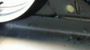 Un perro detectó la mercancía.