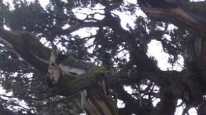 Por ahora, los bomberos han logrado proteger al mítico árbol.