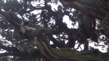 Por ahora, los bomberos han logrado proteger al mítico árbol.