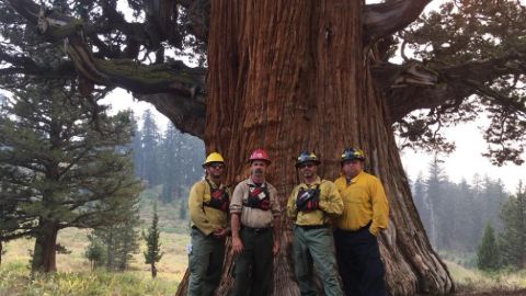 Por ahora, los bomberos han logrado proteger al mítico árbol.