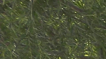 Border Patrol Agents Detain Migrants Near US-Mexico Border