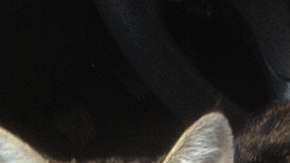 El felino fue entregado a un refugio.