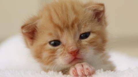 No olvides esterilizar o castrar a tu gatito.