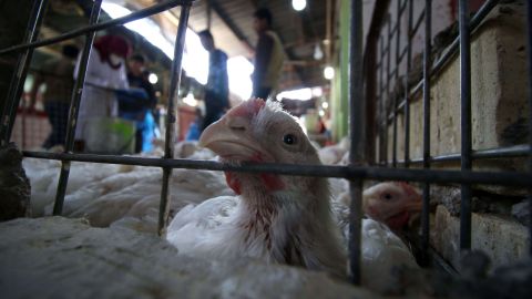 Un peligroso virus se desarrolla en aves de corral en China.