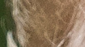 Crece el entusiasmo en votantes demócratas por las elecciones al Congreso