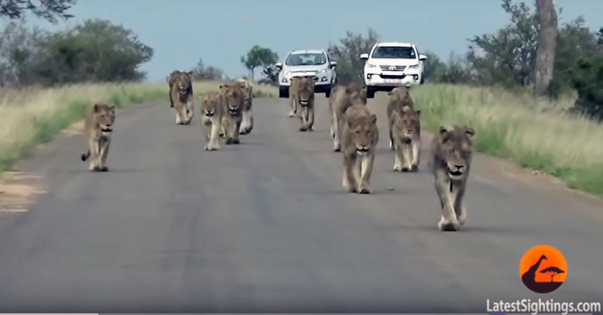 VIDEO: Turistas filman el mayor desfile de leones visto en Kruger - La  Opinión