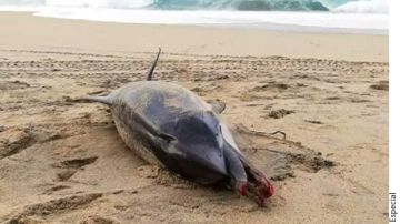 El animal fue hallado en una playa de Oaxaca.
