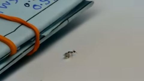 hormiga con diamante
