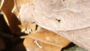 Abedus herberti macho con huevos en la espalda.