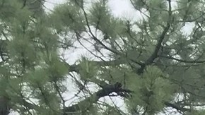Kaila posa feliz al lado del edificio de dormitorios donde va a vivir mientras estudia en la Universidad del Norte de Arizona. (Foto cortesía abogada Rosa Elena Sahagún)