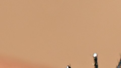 El invasivo mosquito Aedes.