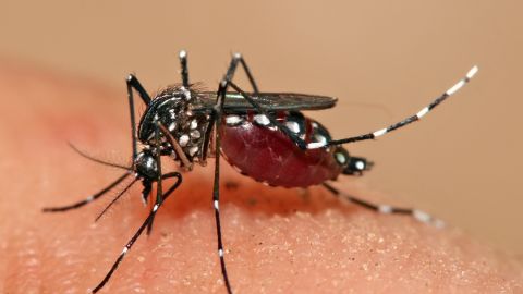 El invasivo mosquito Aedes.