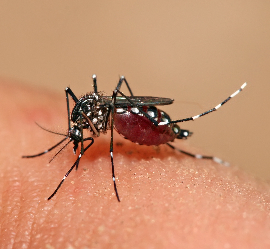El invasivo mosquito Aedes.