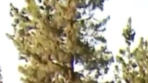 Los peatones empezarán a ser multados durante los próximos días.