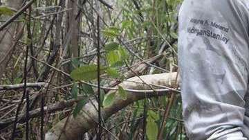 Imagen ilustrativa de una serpiente pitón.