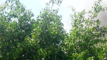 Los sacaron de la cárcel para quemarlos vivos.