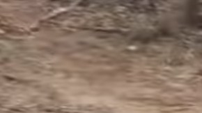 El leopardo esperaba cazar su presa rápidamente.