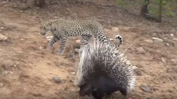 El leopardo esperaba cazar su presa rápidamente.