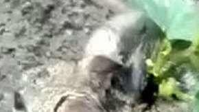 A una rata en la India le crece una planta en la espalda.