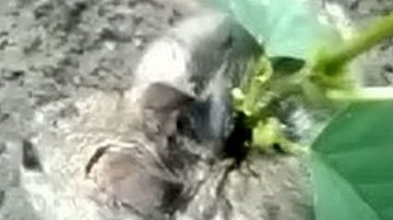 A una rata en la India le crece una planta en la espalda.