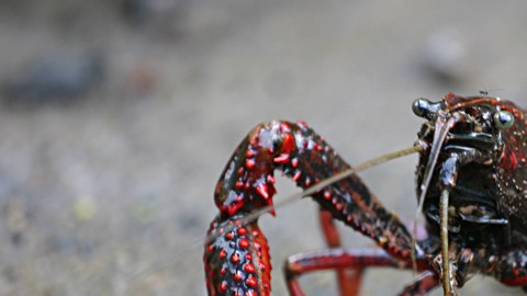Este cangrejo es habitualmente usado como cebo.