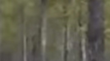 La figura misteriosa de lo que parece ser un lobo gigante.