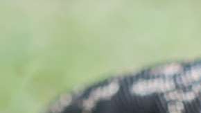 Si ves un reptil como éste, repórtalo.