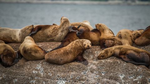 Leones Marinos. Steve Halama/UnSplash