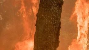 Los bomberos siguen batallando las llamas en Yosemite.