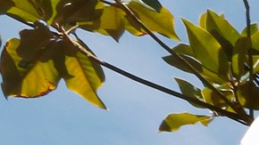 Estudiantes de CSUN protestan en contra de las órdenes ejecutivas del rector.  (Aurelia Ventura/La Opinion)