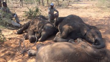 Es la mayor matanza de elefantes registrada en África.