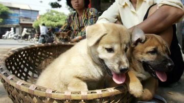 Más de mil tiendas venden carne de perro y gato en Hanoi.