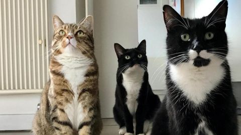El ronroneo de un gato puede ser hasta beneficioso para la salud humana.