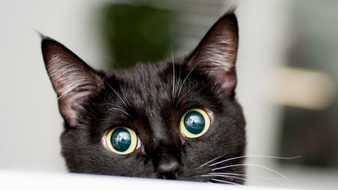 La policía de Londres llegó a una conclusión tras la muerte de más de 400 gatos.
