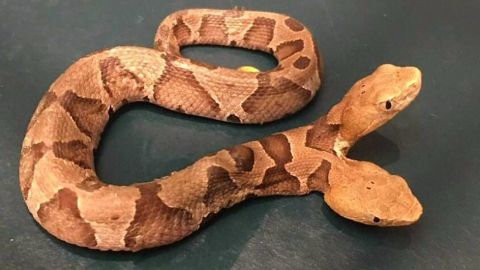 Es muy difícil que una serpiente con dos cabezas pueda mantenerse viva.