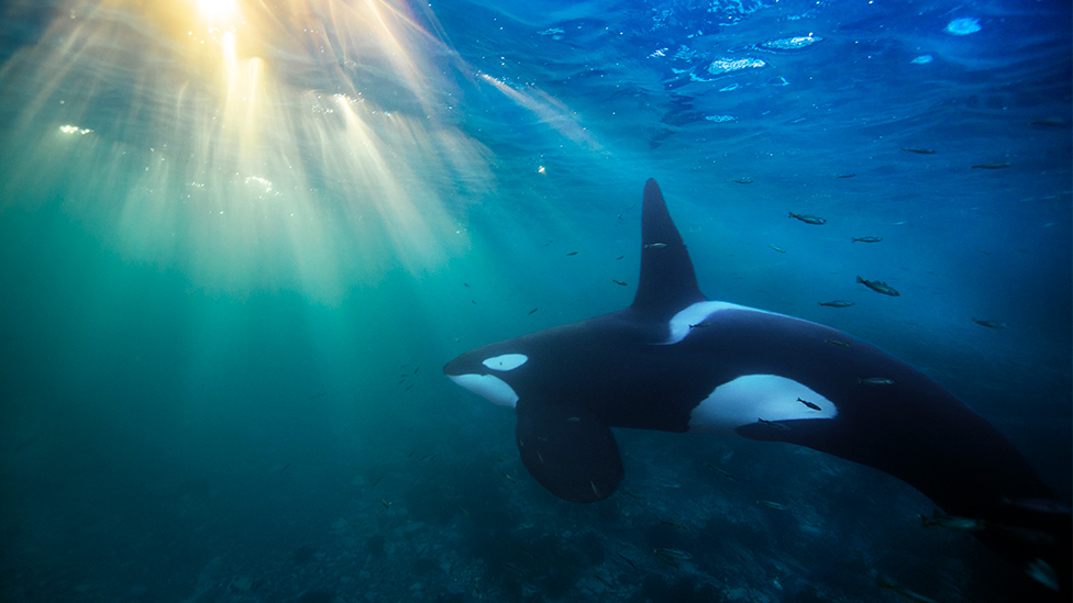 Orcas: el asesino silencioso que está acabando con ellas en los mares