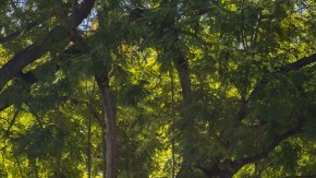 Incluso grandes ciudades como Los Ángeles pueden tener calles con árboles.