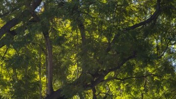Incluso grandes ciudades como Los Ángeles pueden tener calles con árboles.