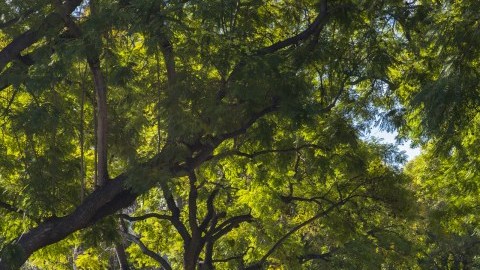 Incluso grandes ciudades como Los Ángeles pueden tener calles con árboles.