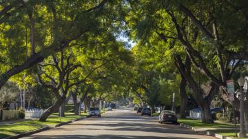 Incluso grandes ciudades como Los Ángeles pueden tener calles con árboles.