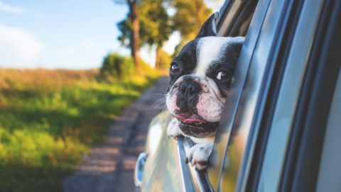 Tu perro disfrutará cada viaje