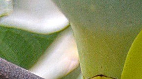 Restos árbol semilla