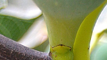 Restos árbol semilla