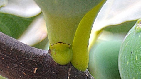 Restos árbol semilla