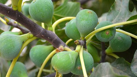 Restos árbol semilla